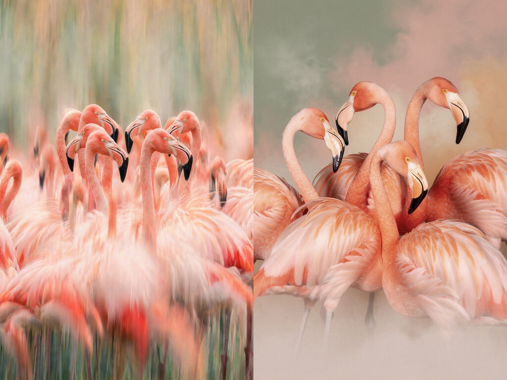 Flamingi împreună — design complet