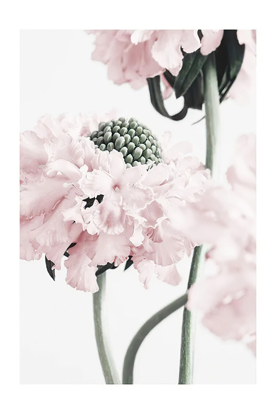 Flori roz pe niveluri — design complet