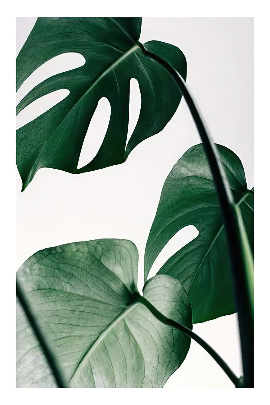 Monstera pe fundal deschis — design complet