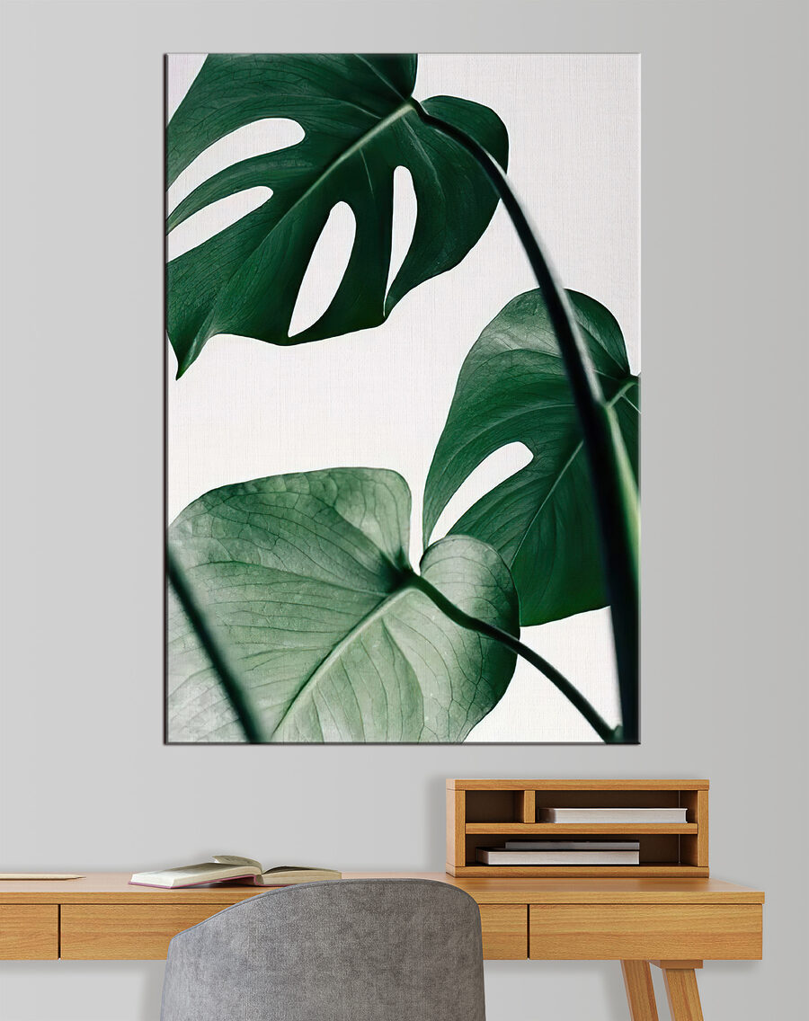 Monstera pe fundal deschis — interior 1