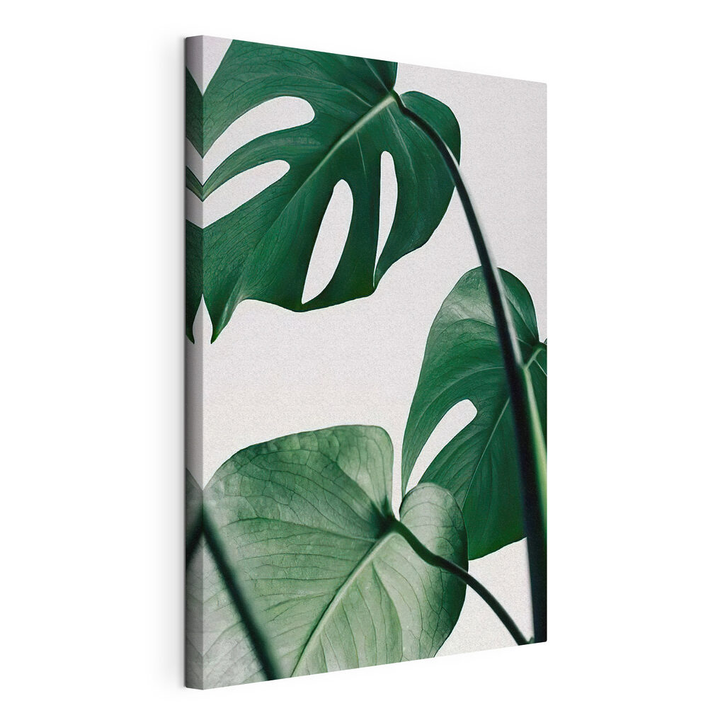 Monstera pe fundal deschis, tablou pe pânză întinsă, cu margine continuă