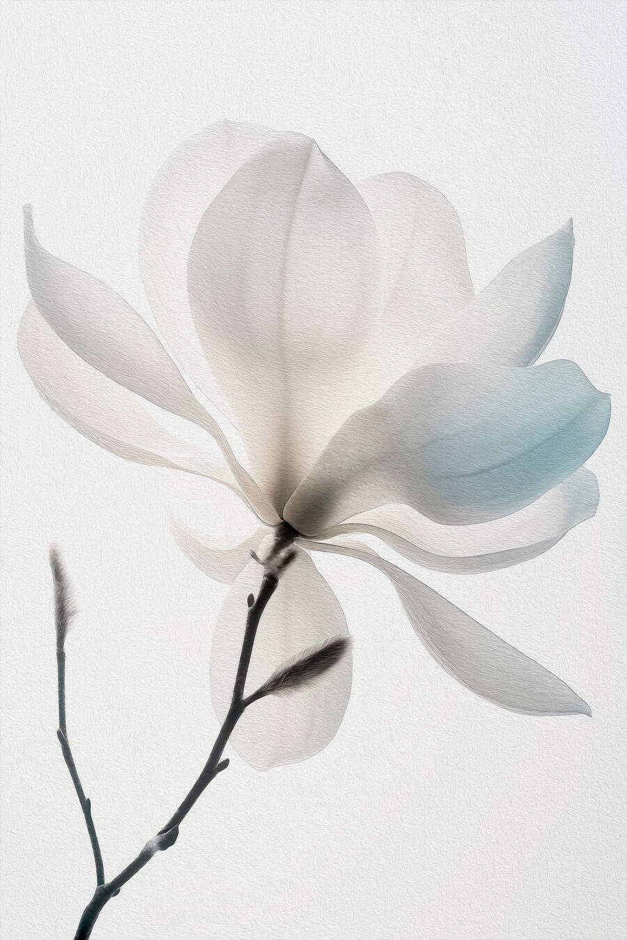Magnolie albă înflorită — design complet