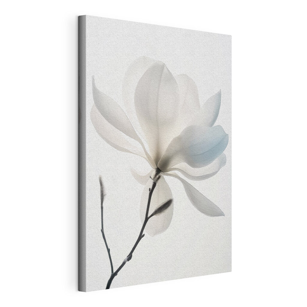Magnolie albă înflorită — vizualizare produs