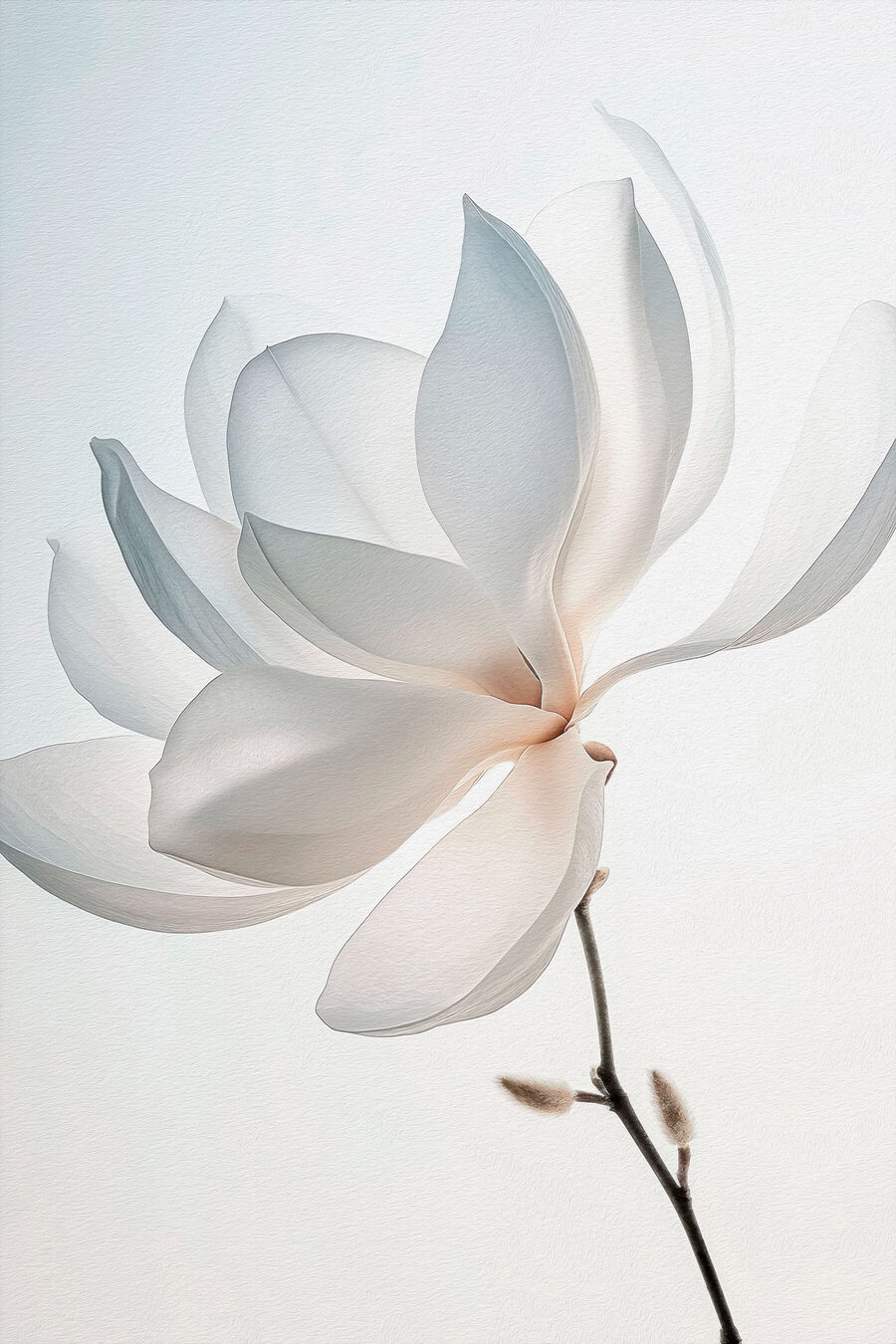 Magnolie albă curbată — design complet