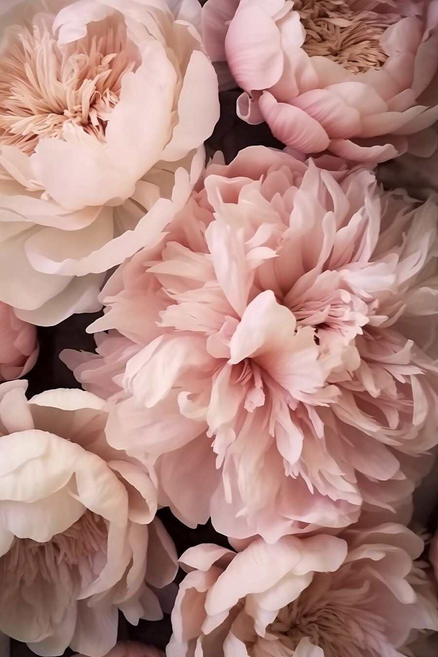 Bujori roz pastel — design complet