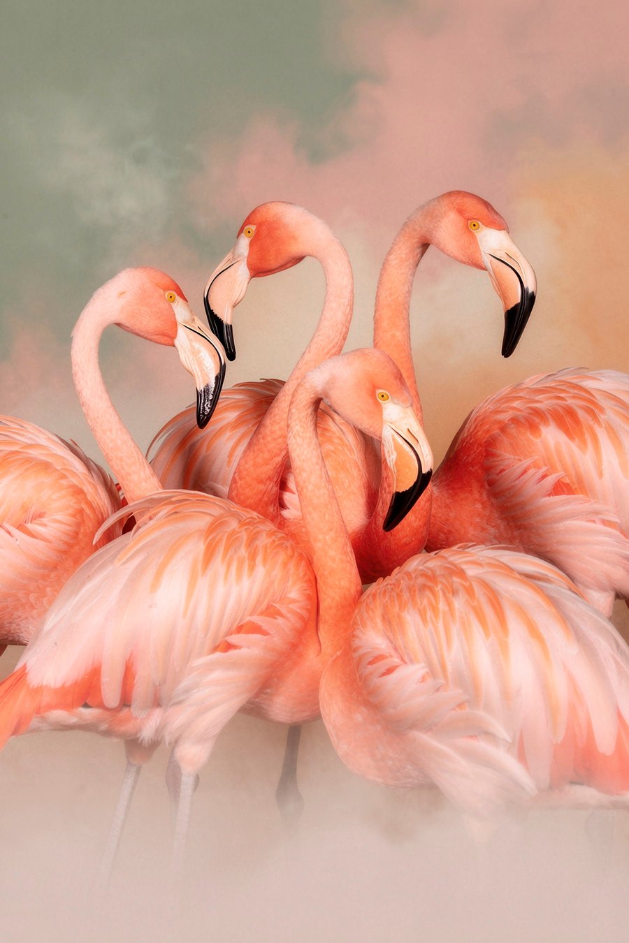 Flamingi roz în pastel — design complet