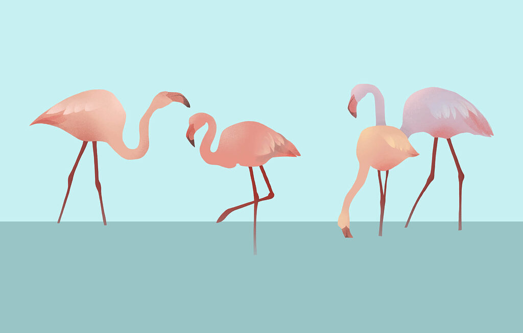 Flamingi pe turcoaz — design complet