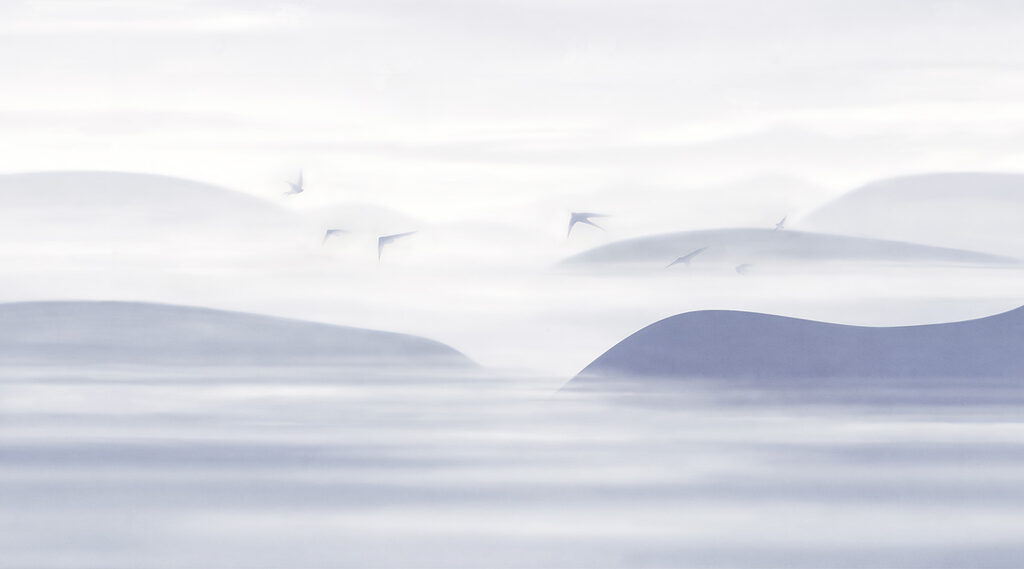 Păsări peste dune — design complet