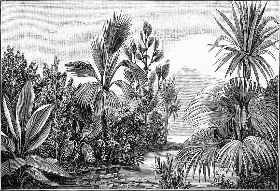 Grădină tropicală în gri — design complet