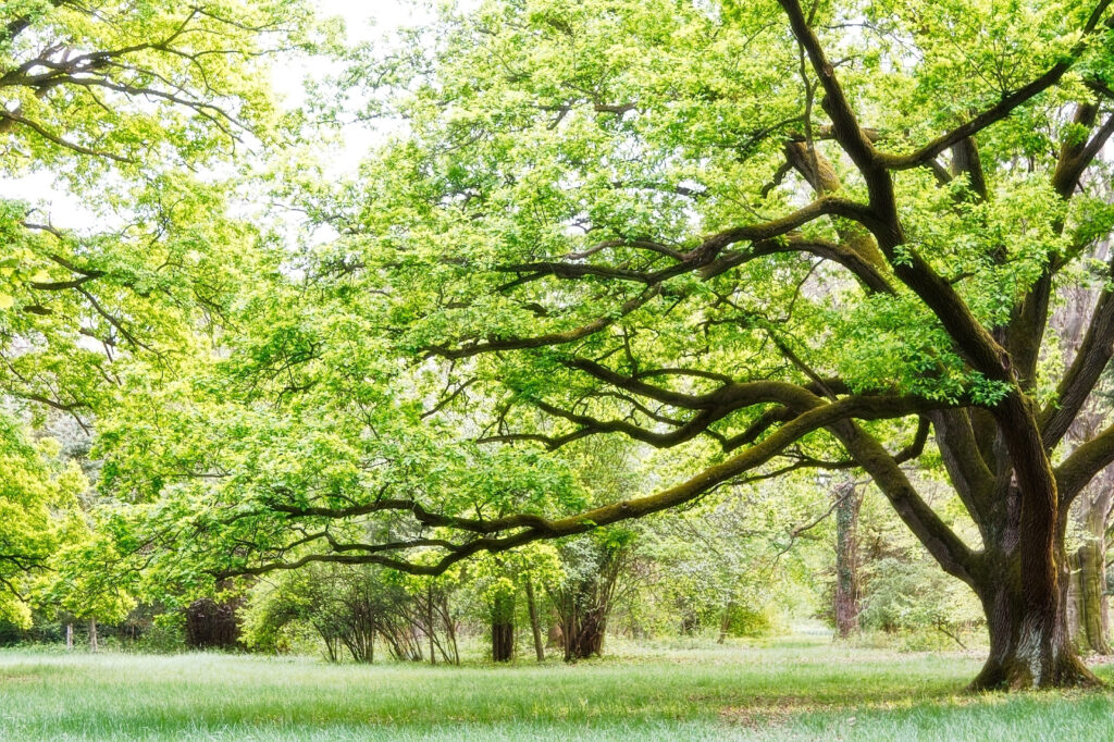 Coroană verde, copac bătrân — design complet