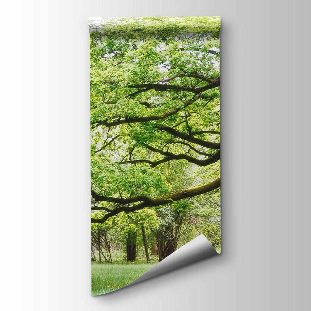 Coroană verde, copac bătrân — vizualizare produs