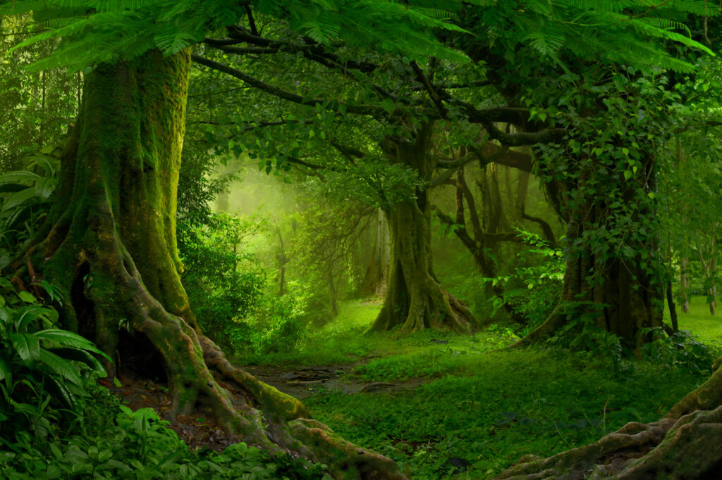 Pădure verde cu rădăcini — design complet