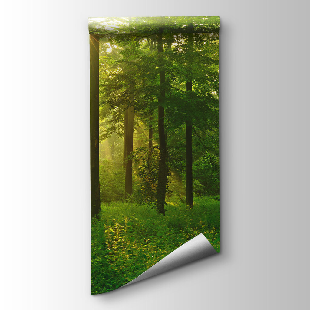 Lumină aurie în pădure — vizualizare produs
