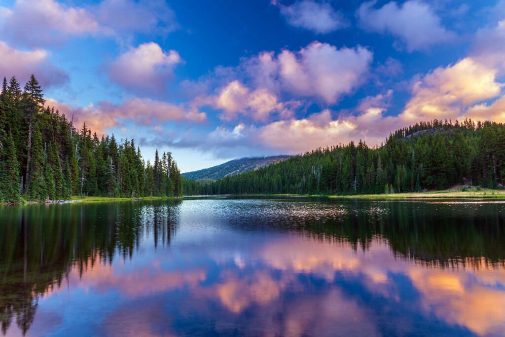 Pădure reflectată în lac — design complet