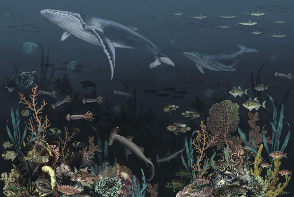 Balene deasupra coralilor — design complet