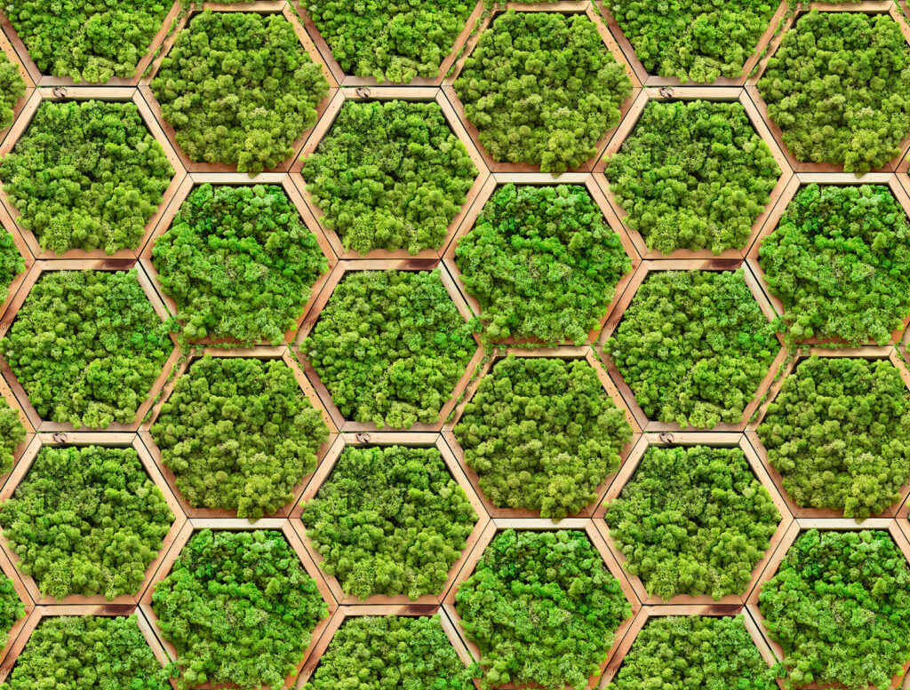 Mușchi în hexagoane — design complet