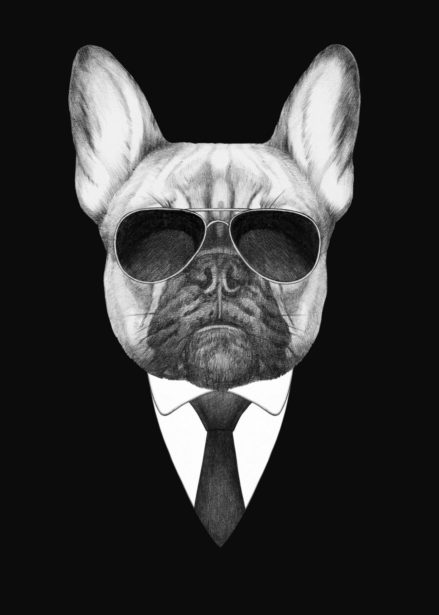 Buldog în costum — design complet