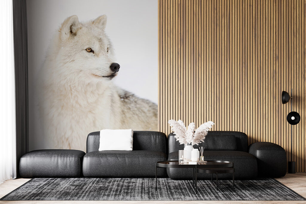 Lup alb de aproape — interior 5
