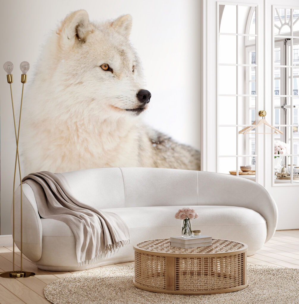 Lup alb de aproape — interior 2