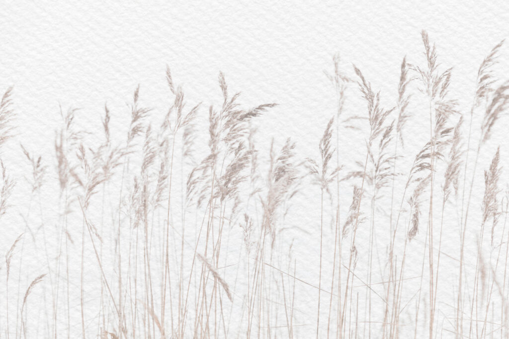 Panicule de trestie — design complet
