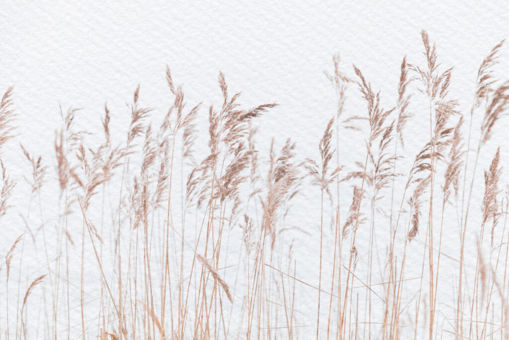 Panicule de trestie — design complet