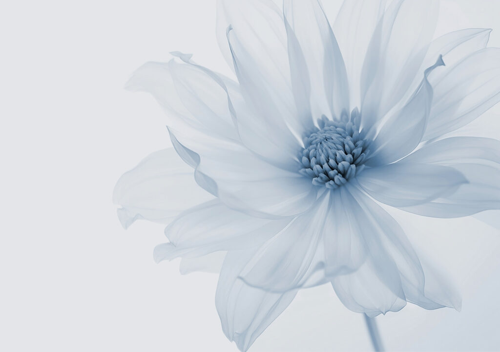 O floare luminoasă — design complet