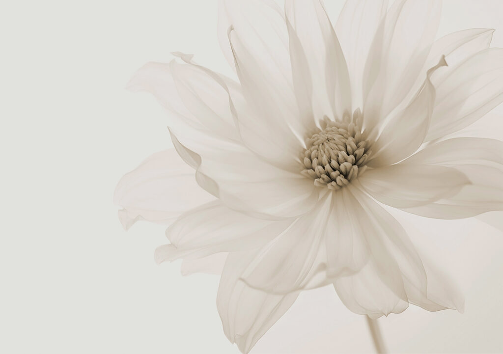 O floare luminoasă — design complet