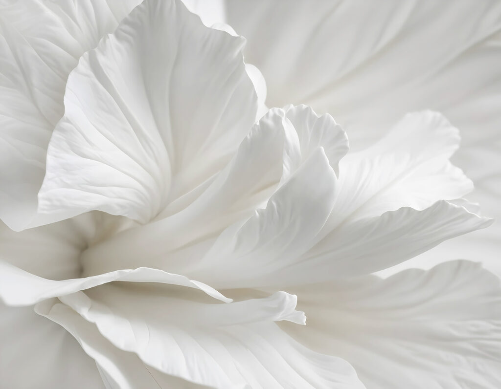 Floare albă de aproape — design complet